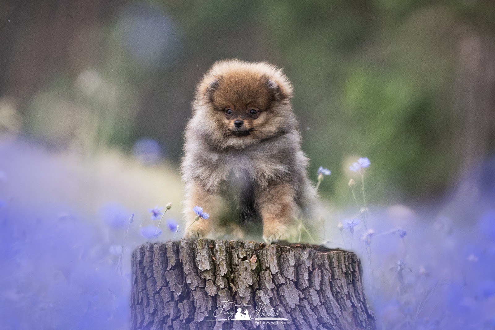 Welpenfoto 4