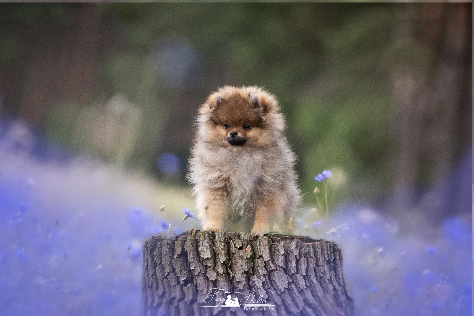 Welpenfoto 6