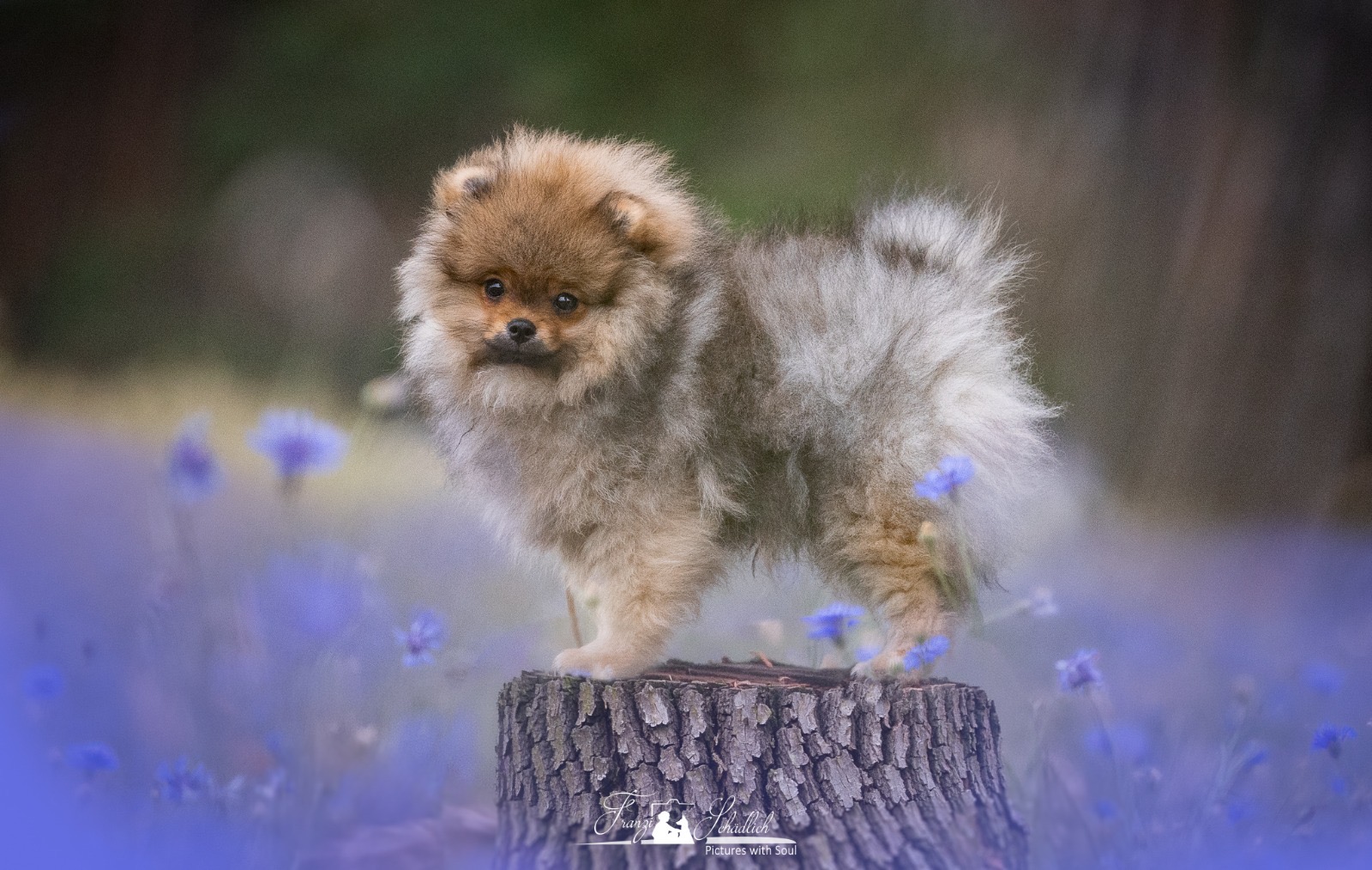 Welpenfoto 7