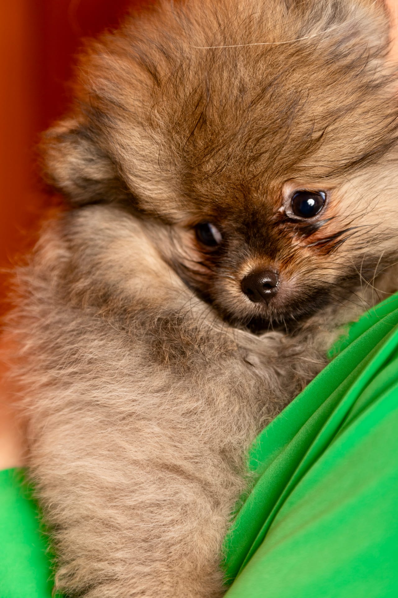 Welpenfoto 11