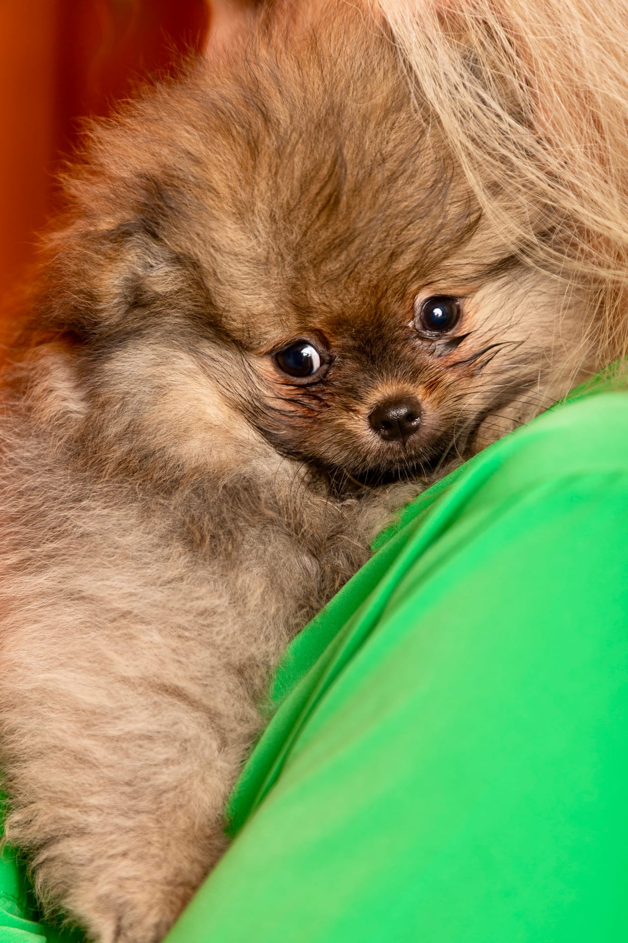 Welpenfoto 21