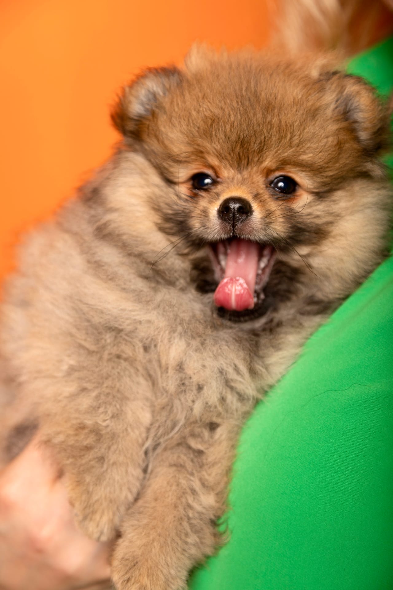 Welpenfoto 22